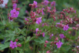 Geranium macrorrhizumRotsooievaarsbek bestellen